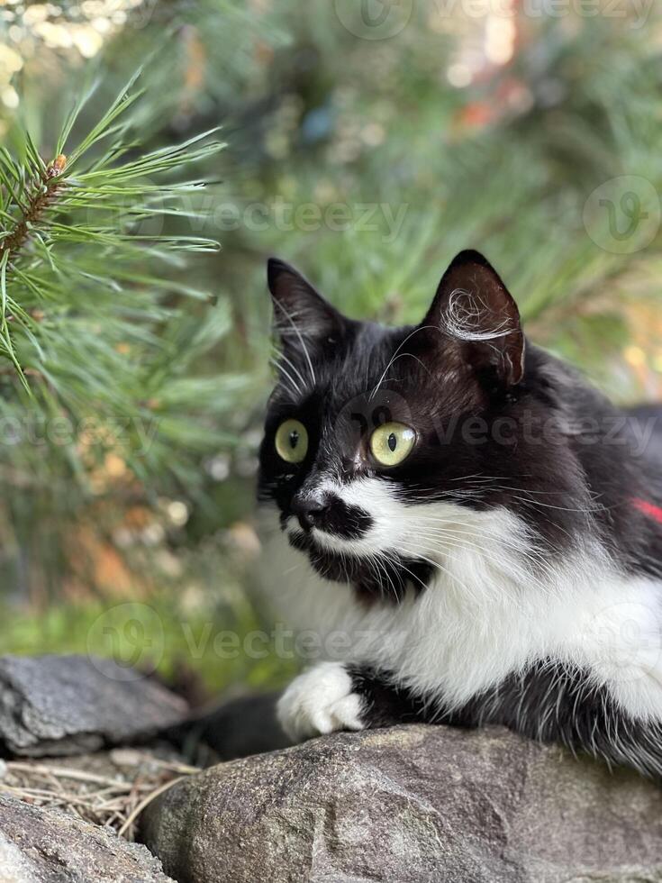 ein schwarz und Weiß Katze mit ein rot Halsband foto