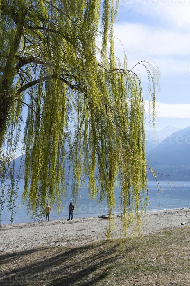 ein Baum mit grünen Blättern foto