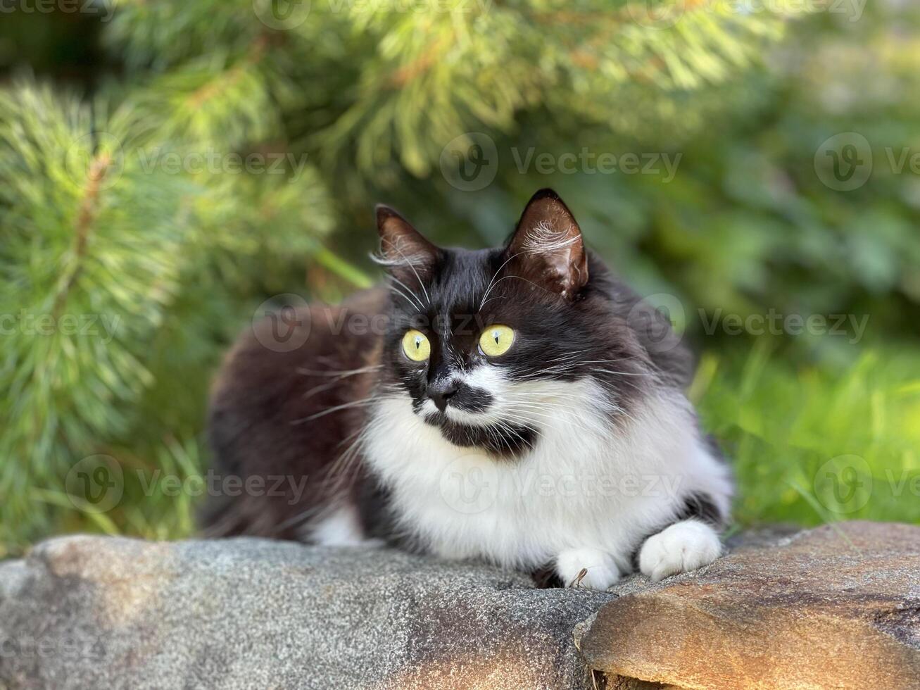ein schwarz und Weiß Katze Sitzung auf ein Felsen foto