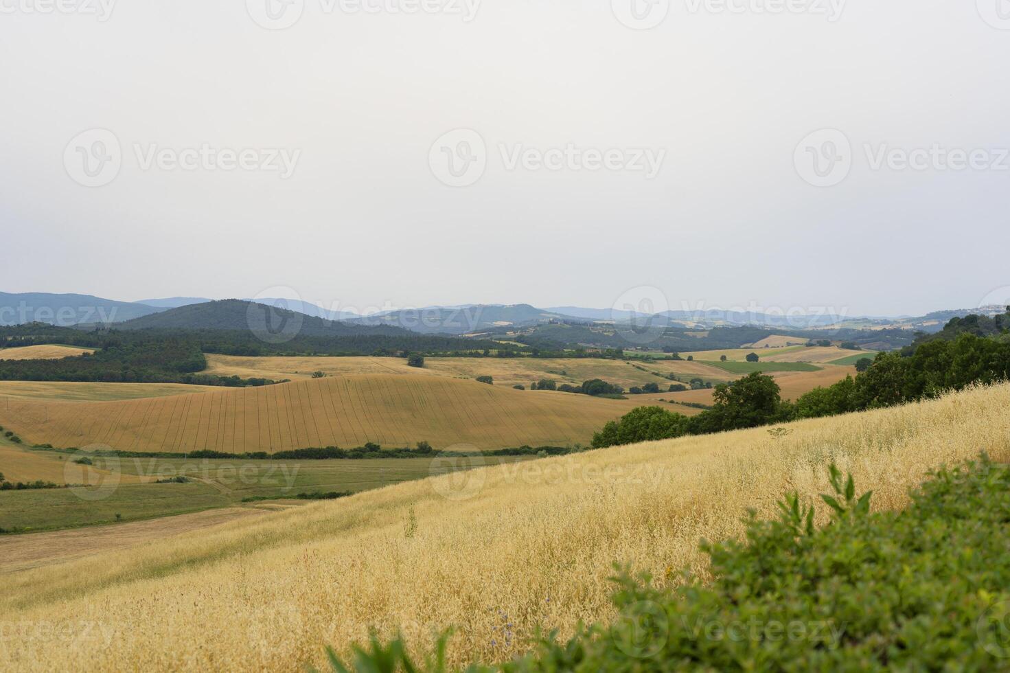 ein Feld von Gras foto