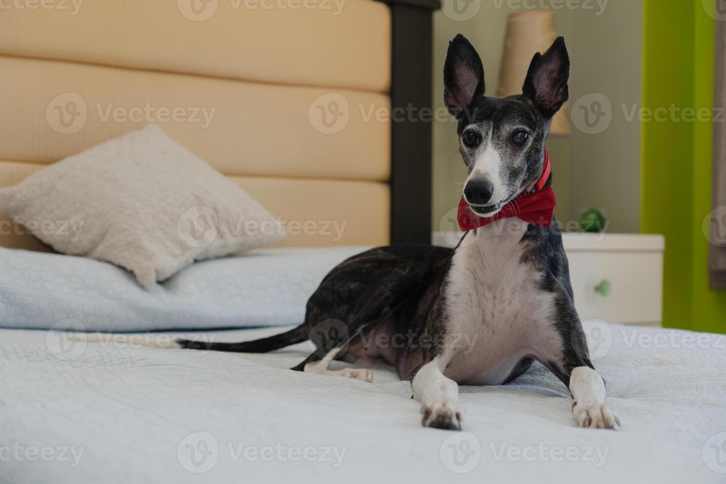 Windhund Hund mit rot Band, Lügen auf Bett, Direkte Auge Kontakt. foto