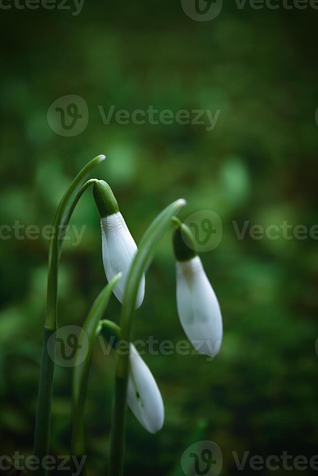 Weiß Schneeglöckchen Blumen ruhen auf üppig Grün Feld foto