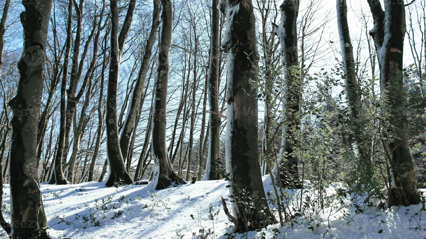 nackt Bäume im das Einfrieren Wald mit Sonnenlicht foto