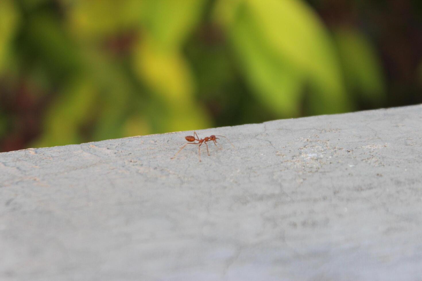 groß rot Gehen Ameise oecophylla foto