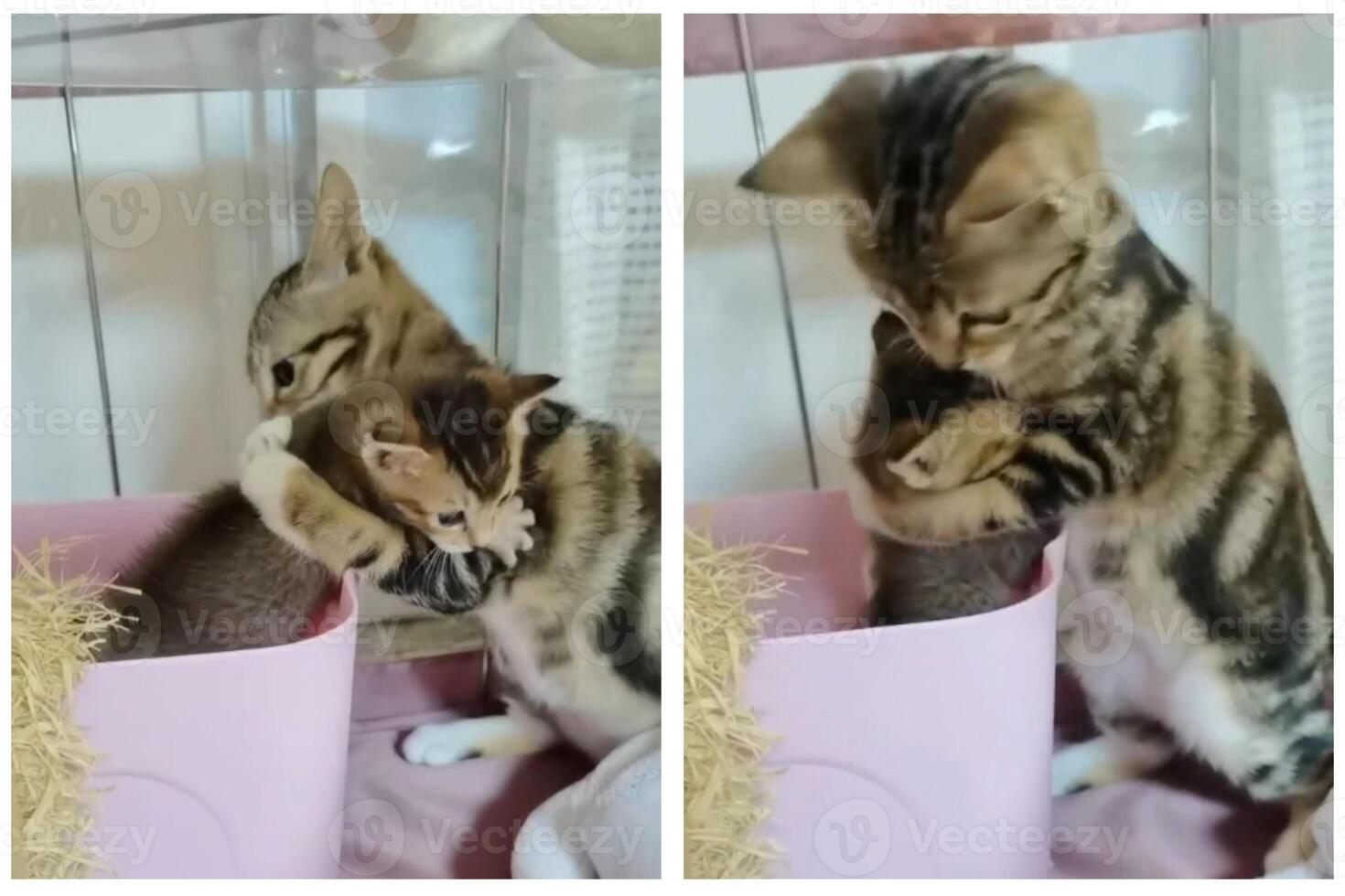 zwei Ingwer Baby Katzen Umarmung jeder andere und Lüge im das Decke foto