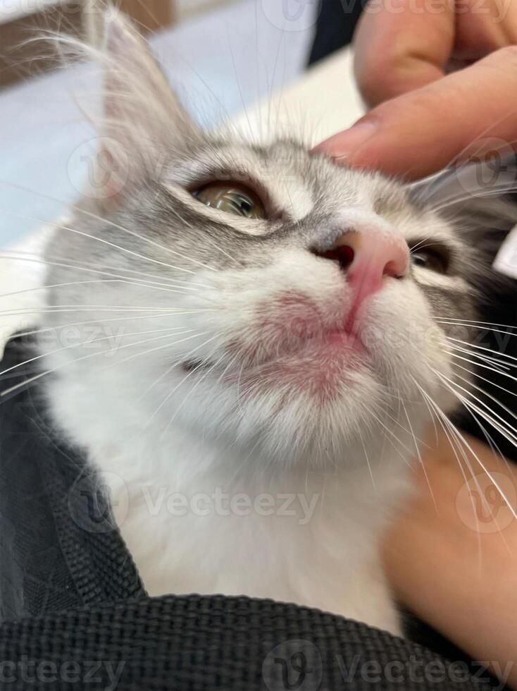 allergisch Haut Krankheiten im inländisch Katzen. Katze Wunde von Dermatitis. Haut Krankheiten im Katzen. Katze Pickel. atypisch Dermatitis im ein inländisch Katze. katzenartig Allergien im Katzen. foto