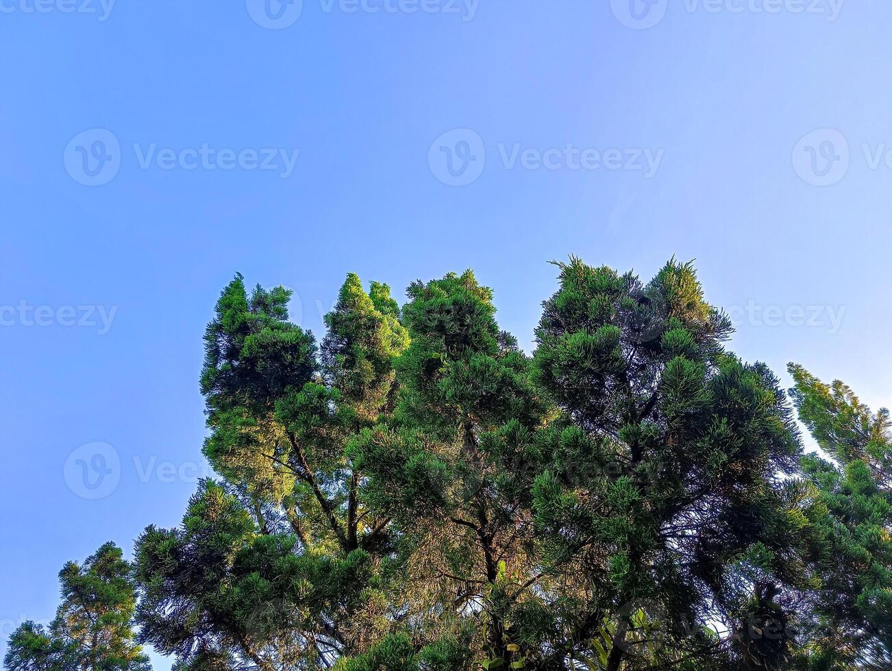 Hintergrund von Bäume und Blau Himmel foto