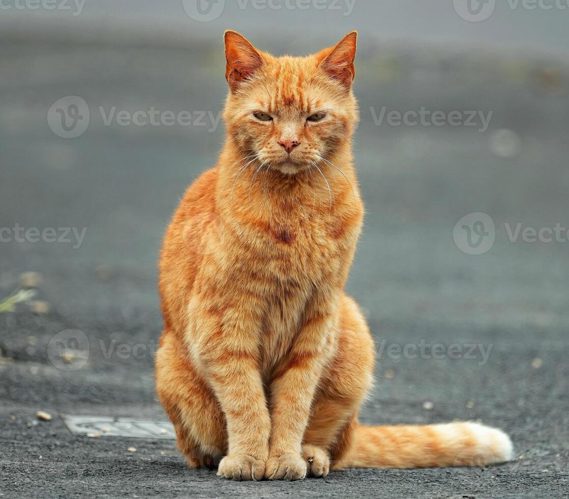 zufällig Katze Foto, Orange Katze foto