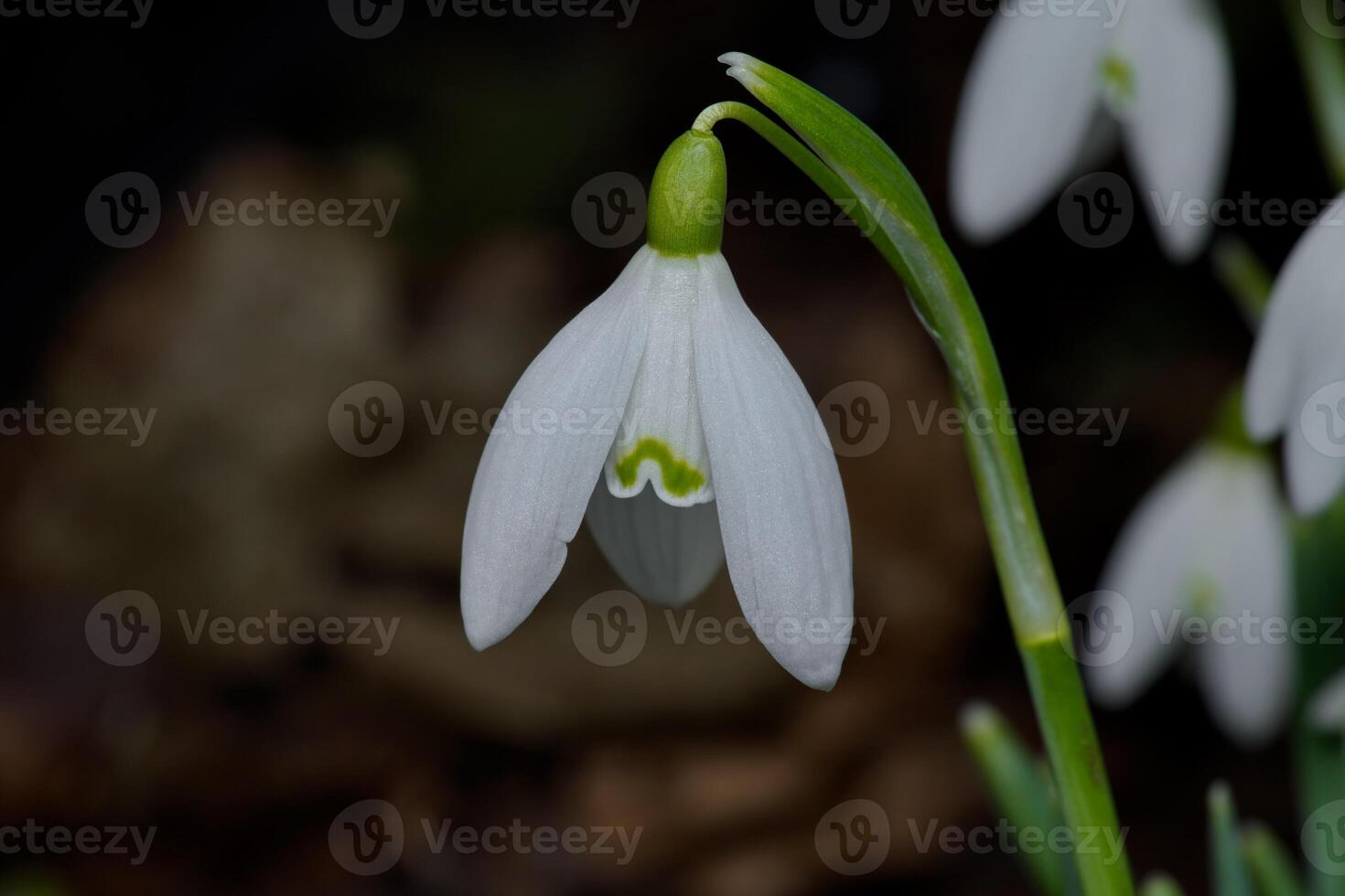 Makro Bild von ein verbreitet Schneeglöckchen foto