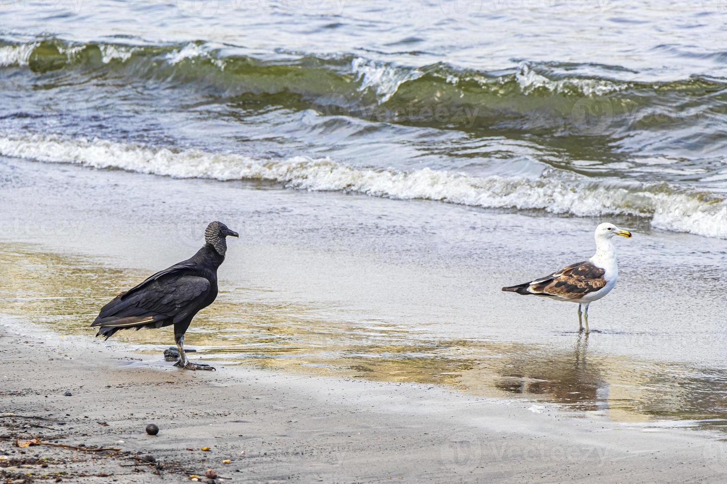 tropische schwarze geier weiße möwe botafogo strand rio de janeiro. foto