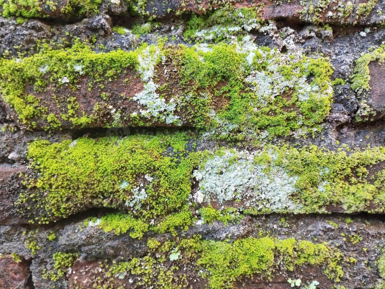 Hintergrund Foto von ein Stein Mauer und Moos auf es