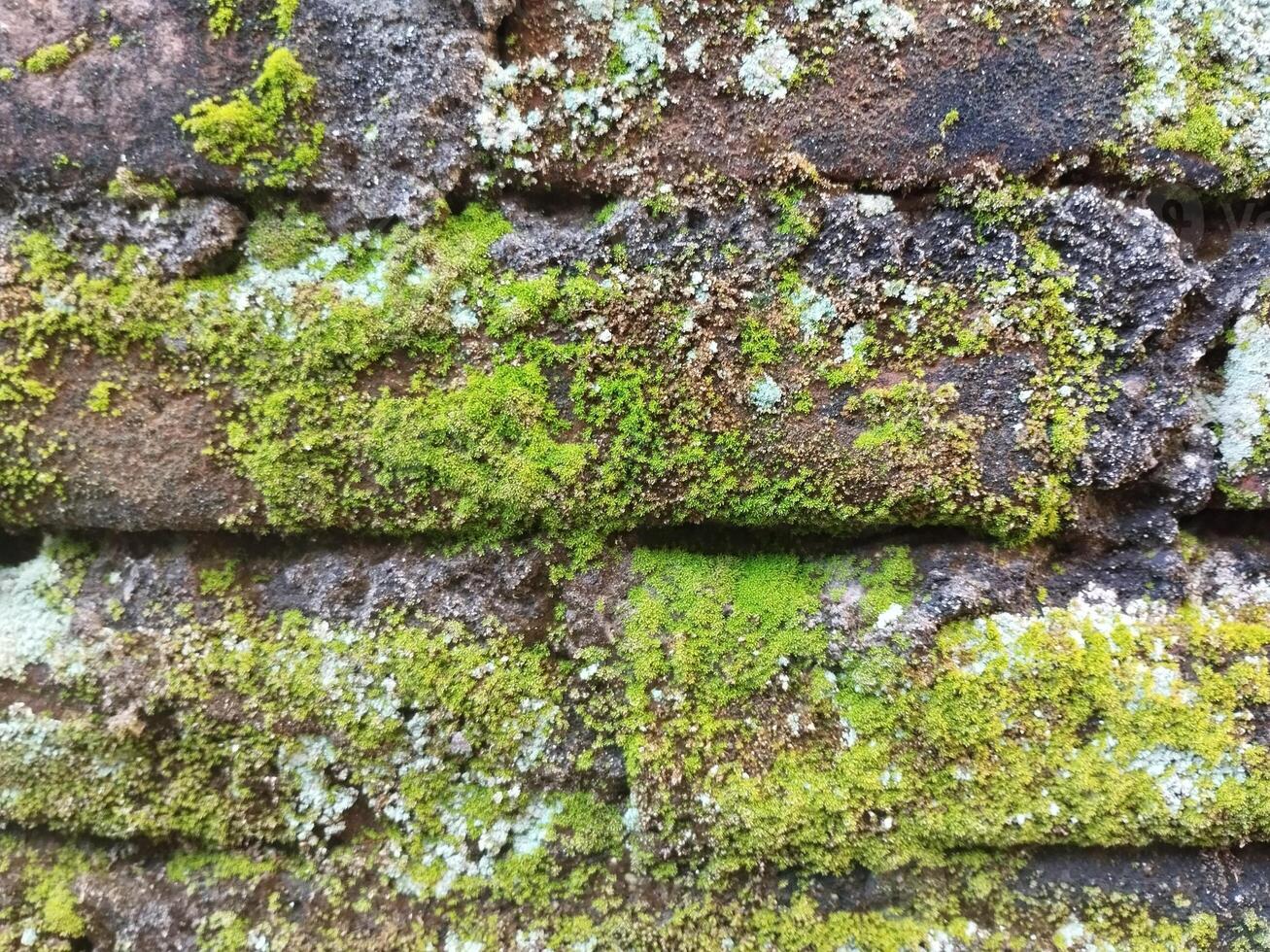 Hintergrund Foto von ein Stein Mauer und Moos auf es