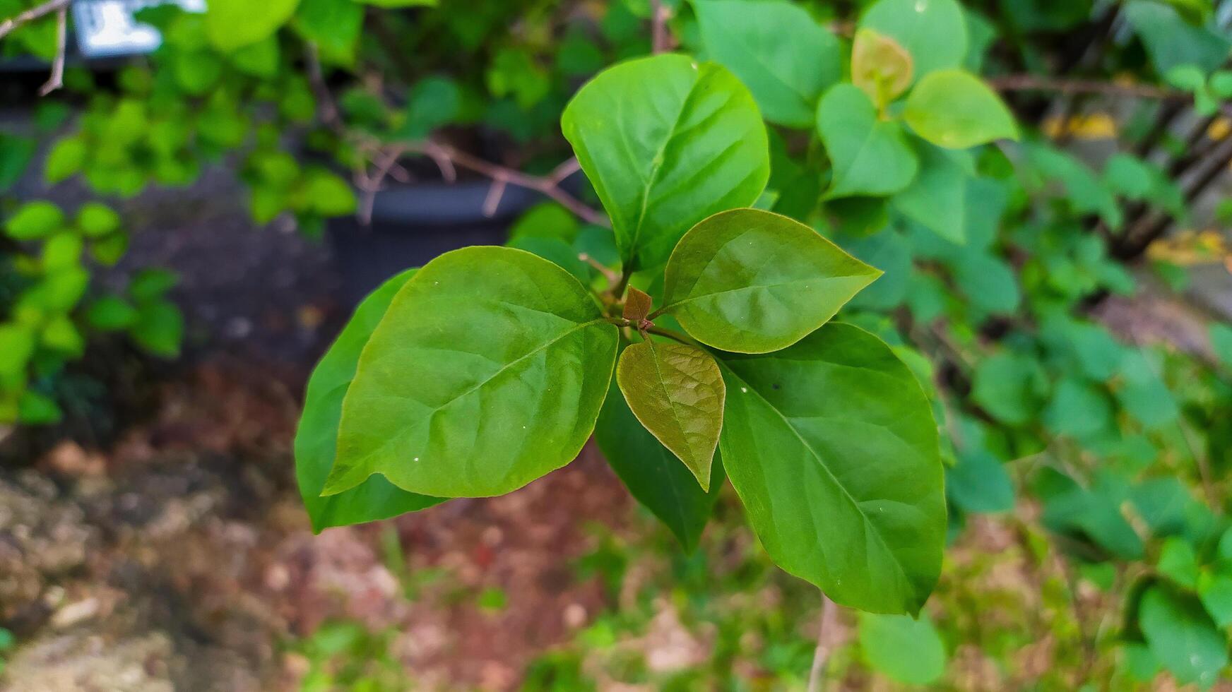 ein schließen oben von ein Blatt auf ein Baum foto