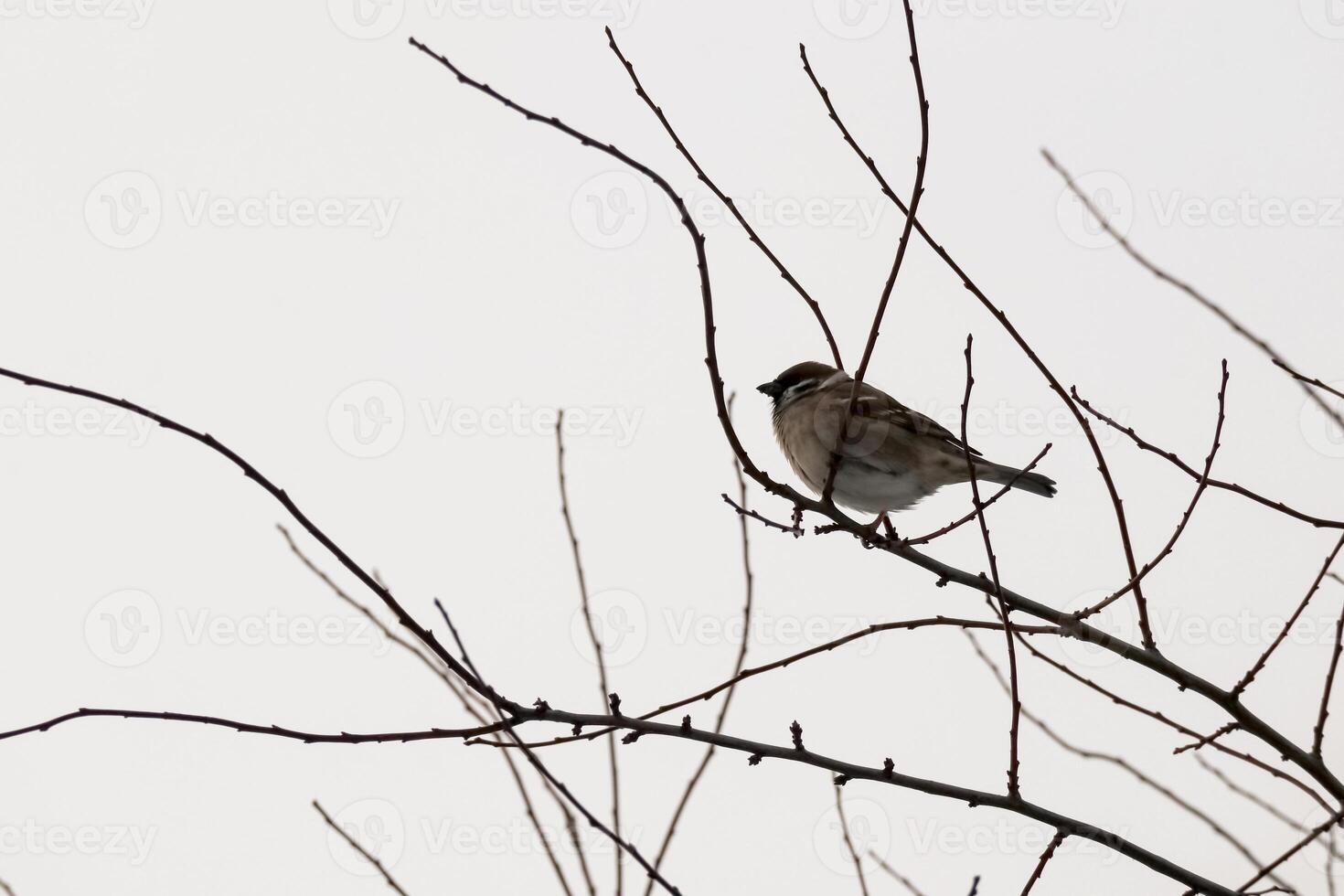 Baum blanchiert gegen ein Weiß Winter Himmel mit ein Spatz Sitzung auf einer Ast Seite Aussicht foto