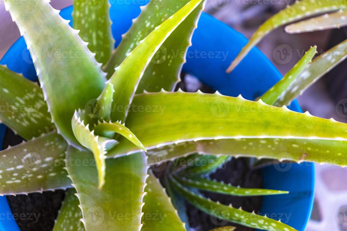 Grün Blau Agave Pflanzen Palme Palmen Aloe vera Pflanze Mexiko. foto