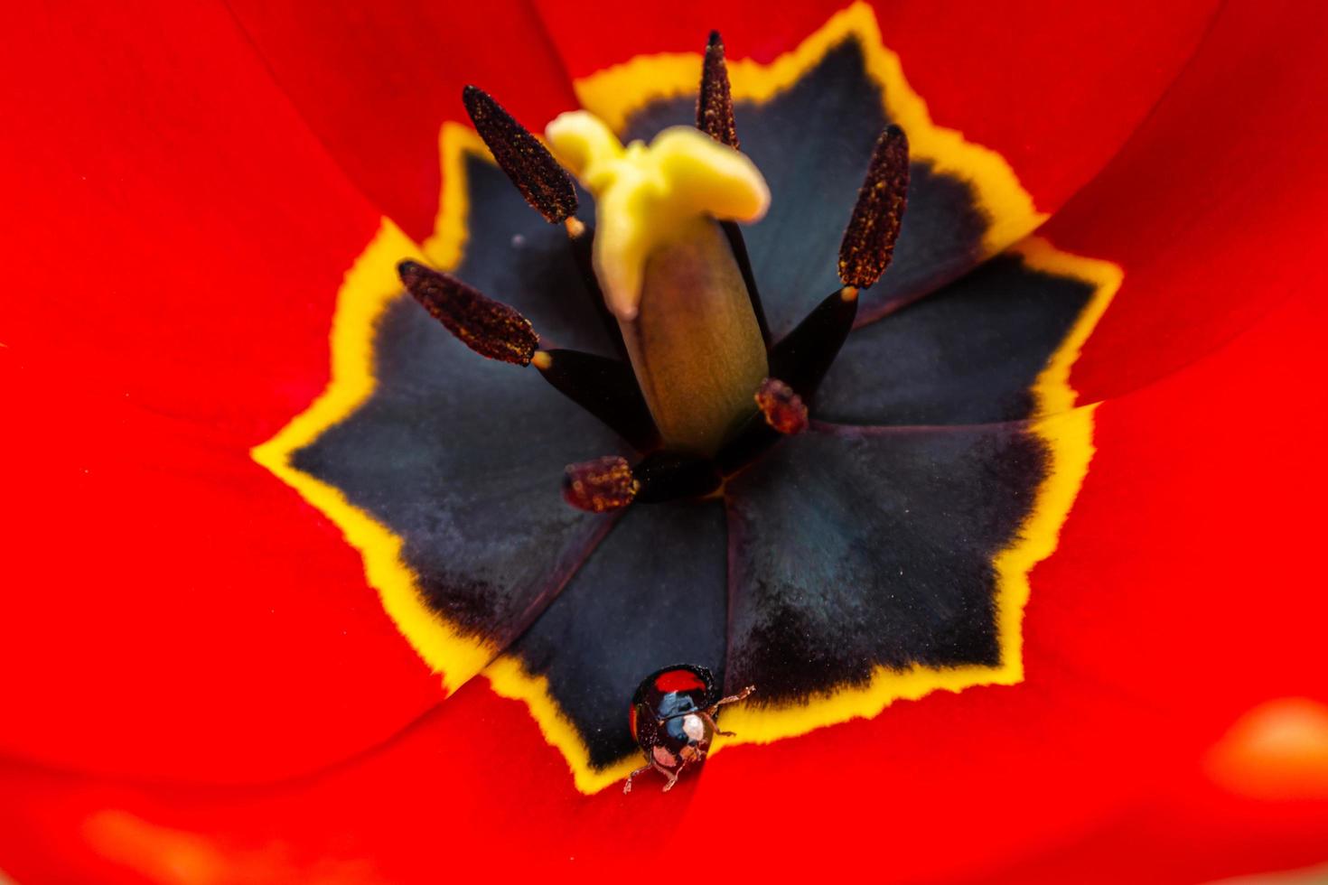 geöffnete rote Tulpe mit einem Marienkäfer im Inneren. Ansicht von oben. foto