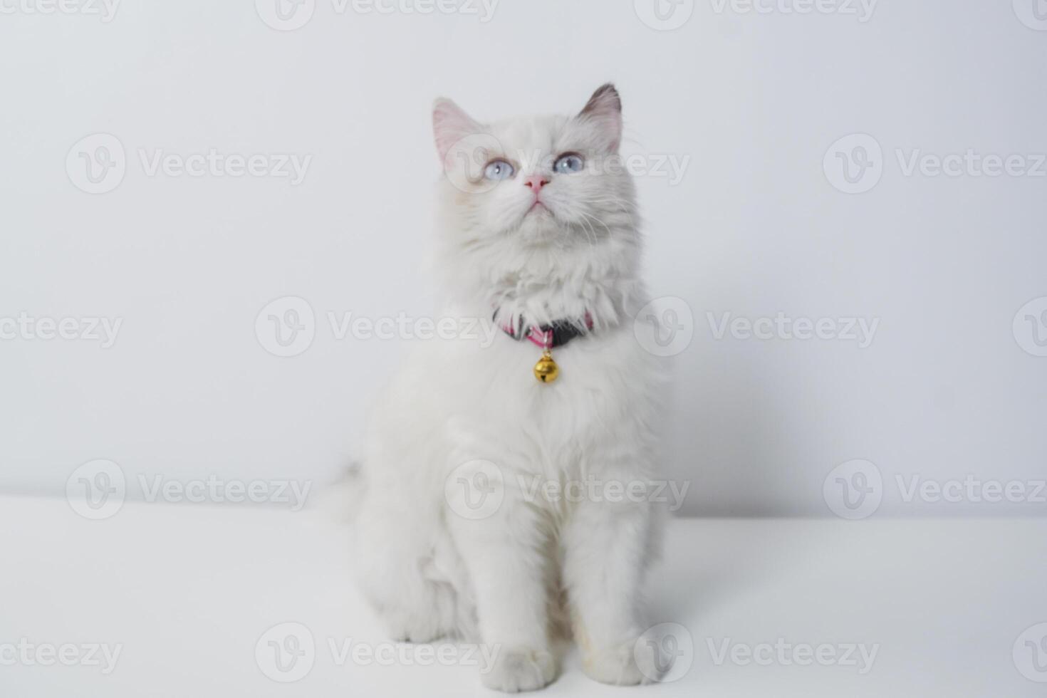 Studio Porträt von ein Sitzung Ragdoll Katze suchen nach vorne gegen ein Weiß Hintergrund foto