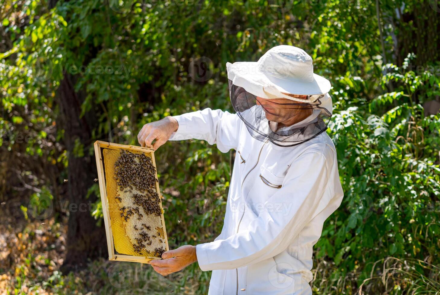 Imker Stehen mit Rahmen voll von Honig. gut aussehend Mann Ernte Biene Honig. foto
