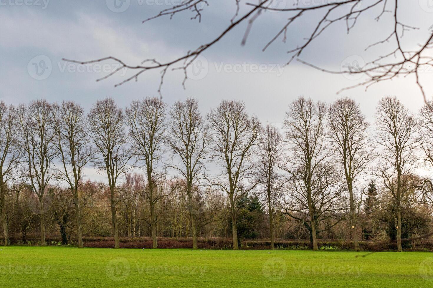 heiter Park Landschaft mit üppig Grün Gras und ein Reihe von hoch nackt Bäume gegen ein wolkig Himmel. foto