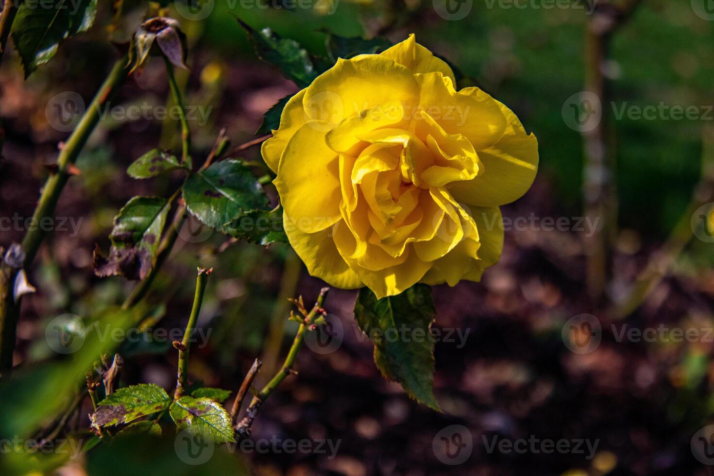 beschwingt Gelb Rose im blühen mit dunkel Grün Laub Hintergrund. foto