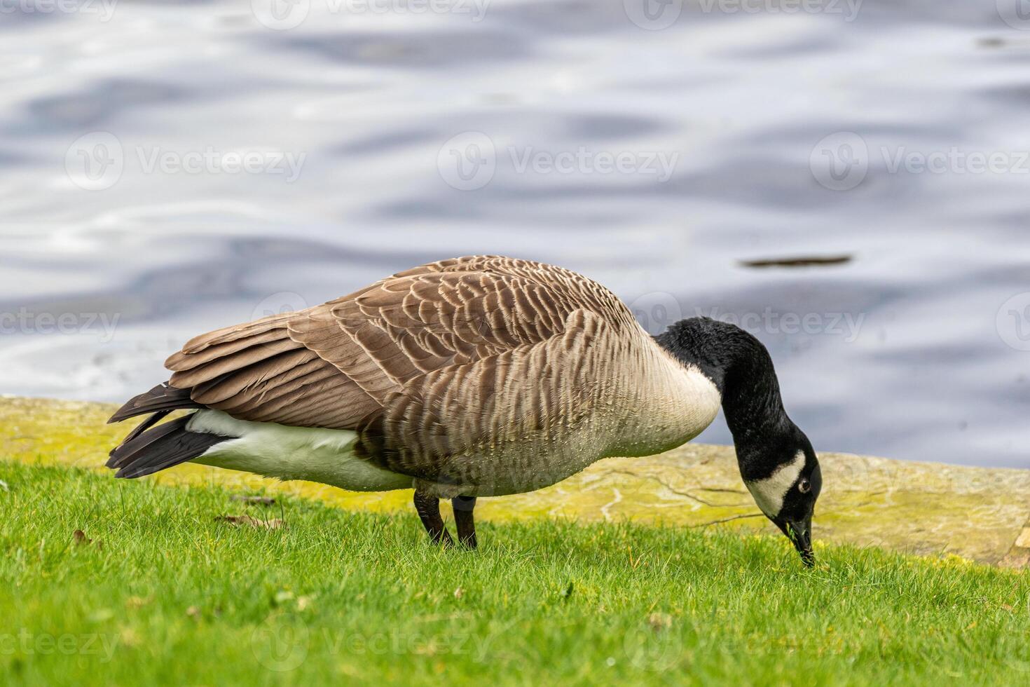 kanadisch Gans Nahrungssuche auf Gras durch ein See, mit klar Wasser Hintergrund. foto