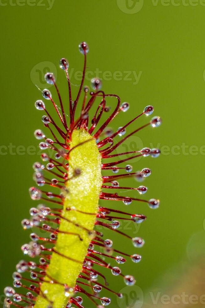 Kap Sonnentau, Drosera Capensis, Fleisch Essen Pflanze im das Sommer- Sonnenlicht Betrachtung das Gewächshaus. foto