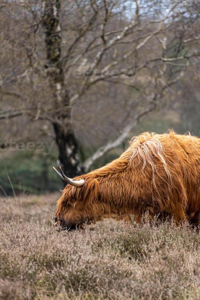 ein schottisch Hochländer Kuh Weiden lassen im das Wiese Feld von das Bussemerheide. foto