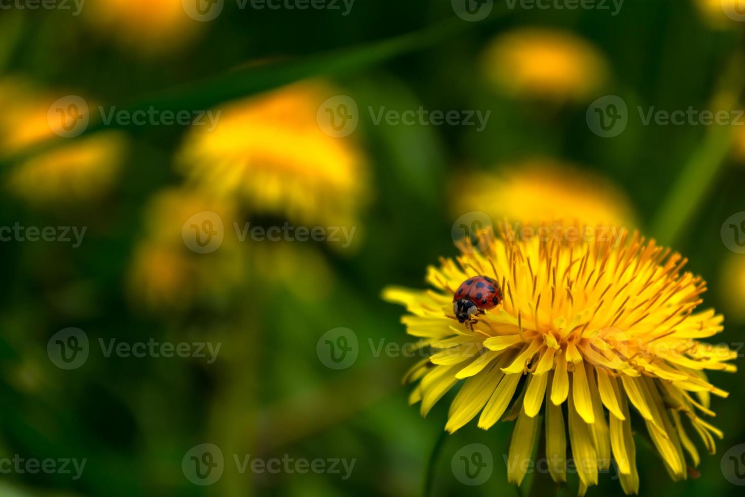 Ein Marienkäfer ist mit Pollen auf einem gelb blühenden Löwenzahn bedeckt. foto