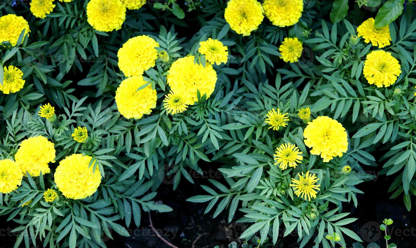 hell Gelb Ringelblume Blumen Blühen und dunkel Grün Blätter auf Bündel, oben Sicht. foto