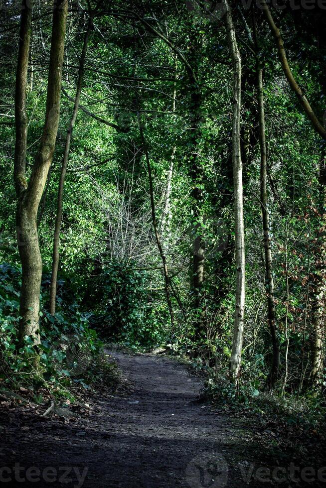 heiter Wald Weg umgeben durch üppig Grün und Bäume, aufrufen ein Sinn von Ruhe und Erkundung. foto