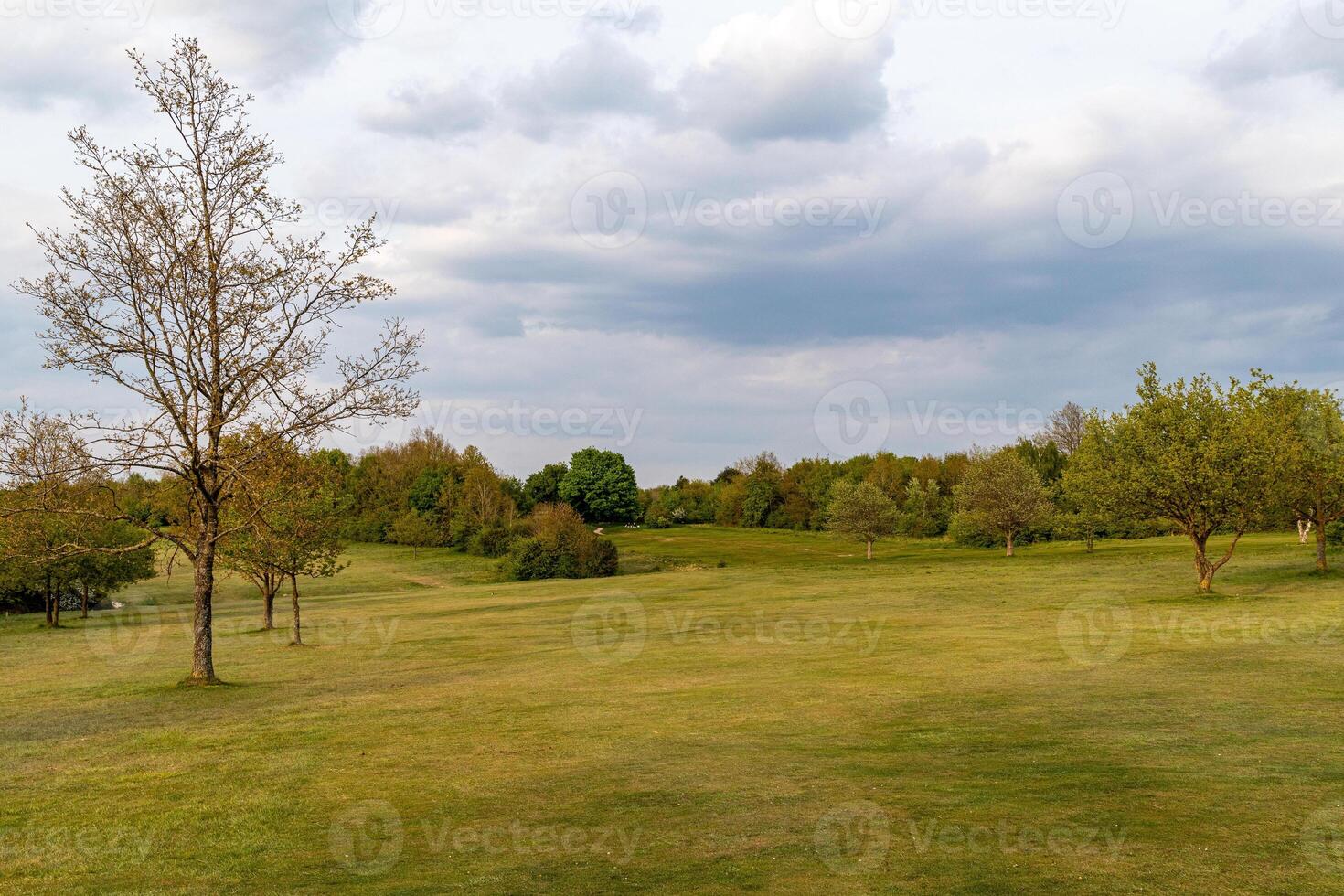 heiter Landschaft mit verstreut Bäume und üppig Grün Gras unter ein wolkig Himmel. foto