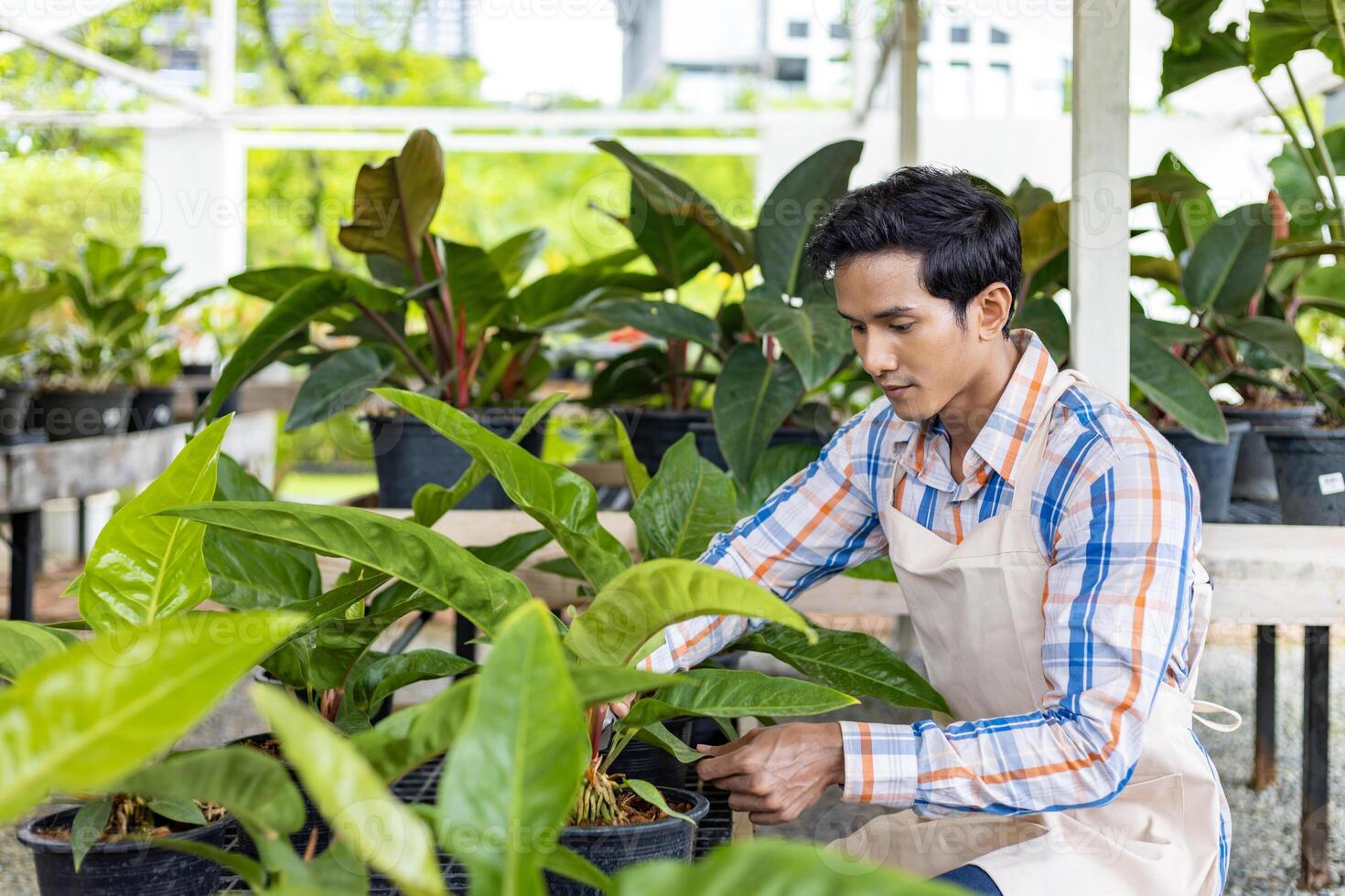 asiatisch Gärtner ist Überprüfung seine tropisch Pflanze beim Kindergarten Garten Center zum einheimisch und exotisch Pflanze Erzeuger foto