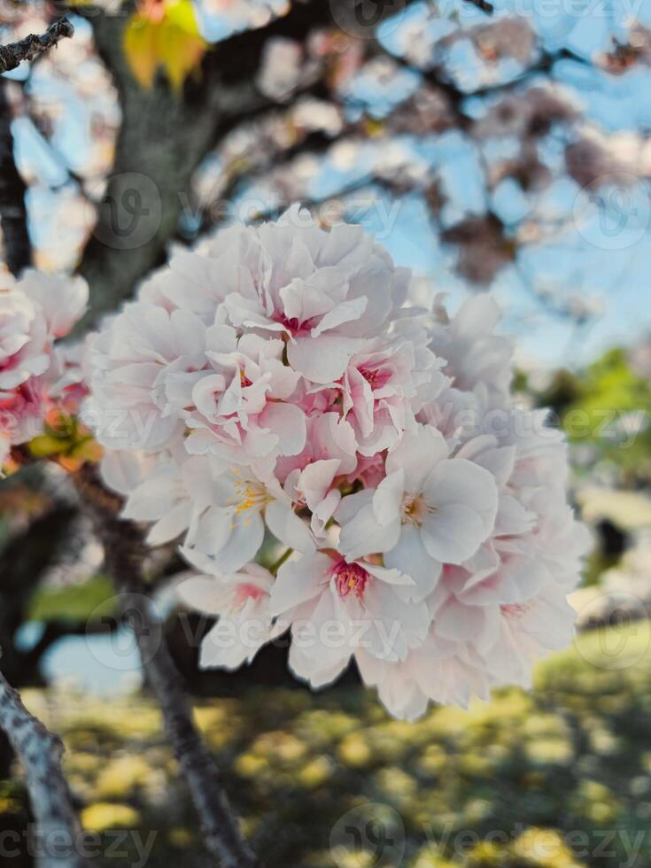 Weiß Blume blühen wann das Frühling Jahreszeit kommt an foto