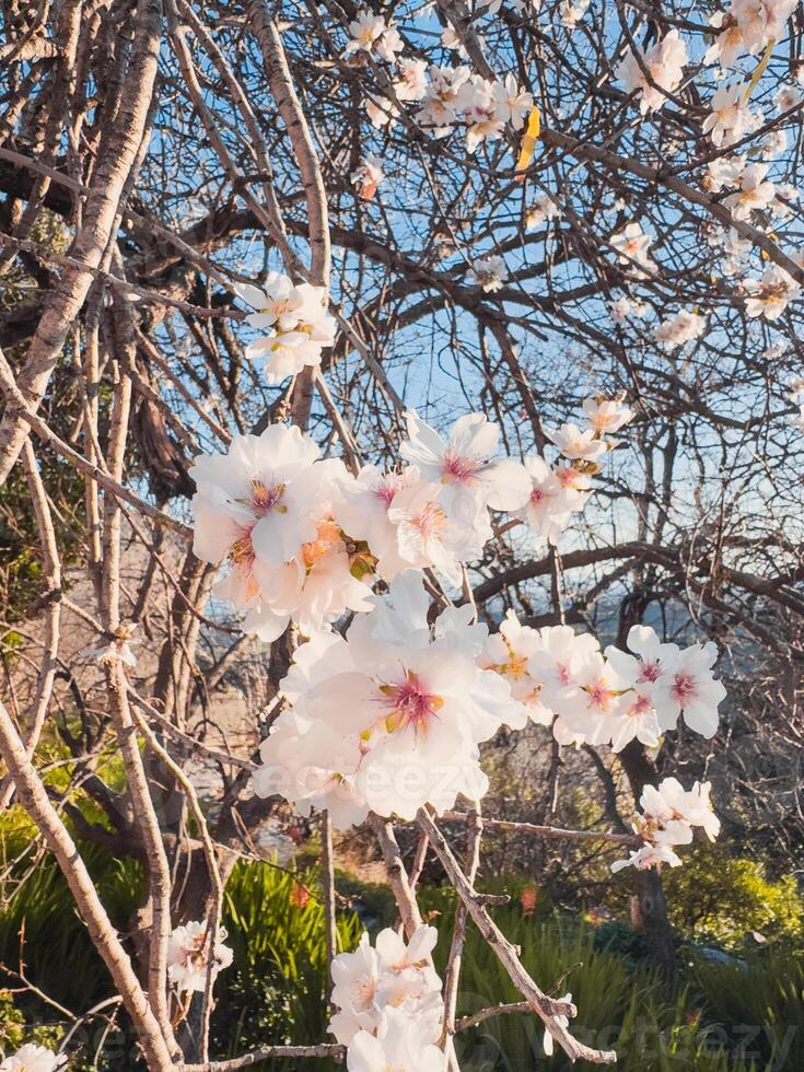 Weiß Blumen auf Ast im Frühling foto