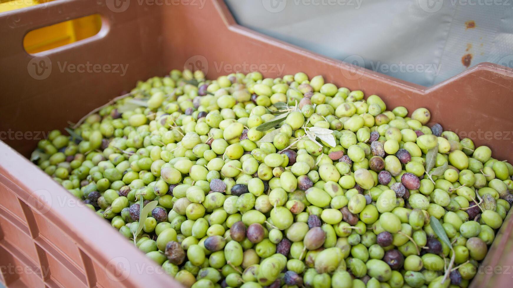 Kisten voll von Oliven zum Öl Produktion foto