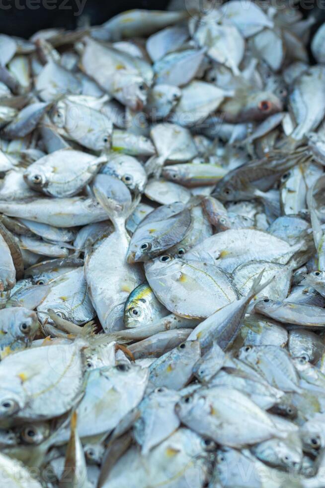 Haufen von frisch Meer Fisch gefangen durch Fischer im das Morgen und verkauft beim das lokal Markt auf das Strand foto