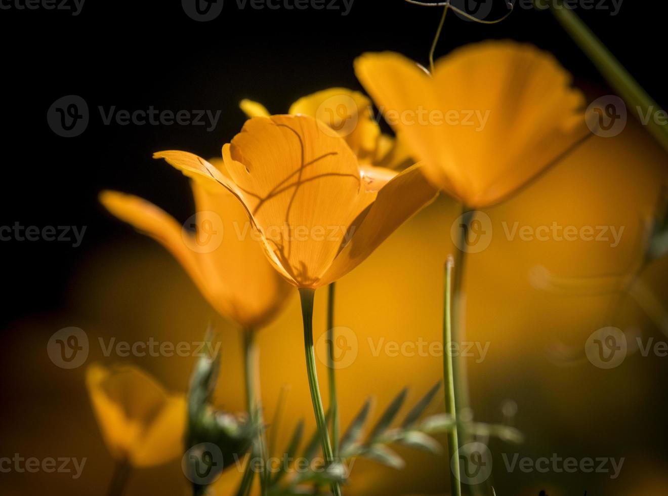 kalifornische Mohnblumen mit Hintergrundbeleuchtung foto