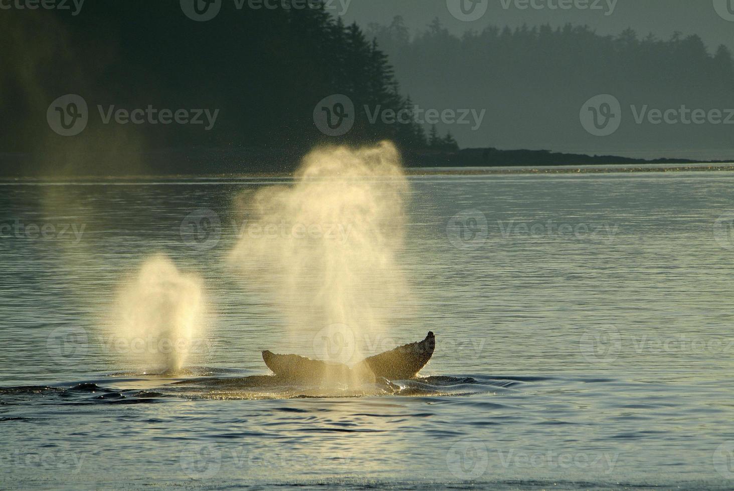 Buckelwal spouts im Sonnenuntergang foto