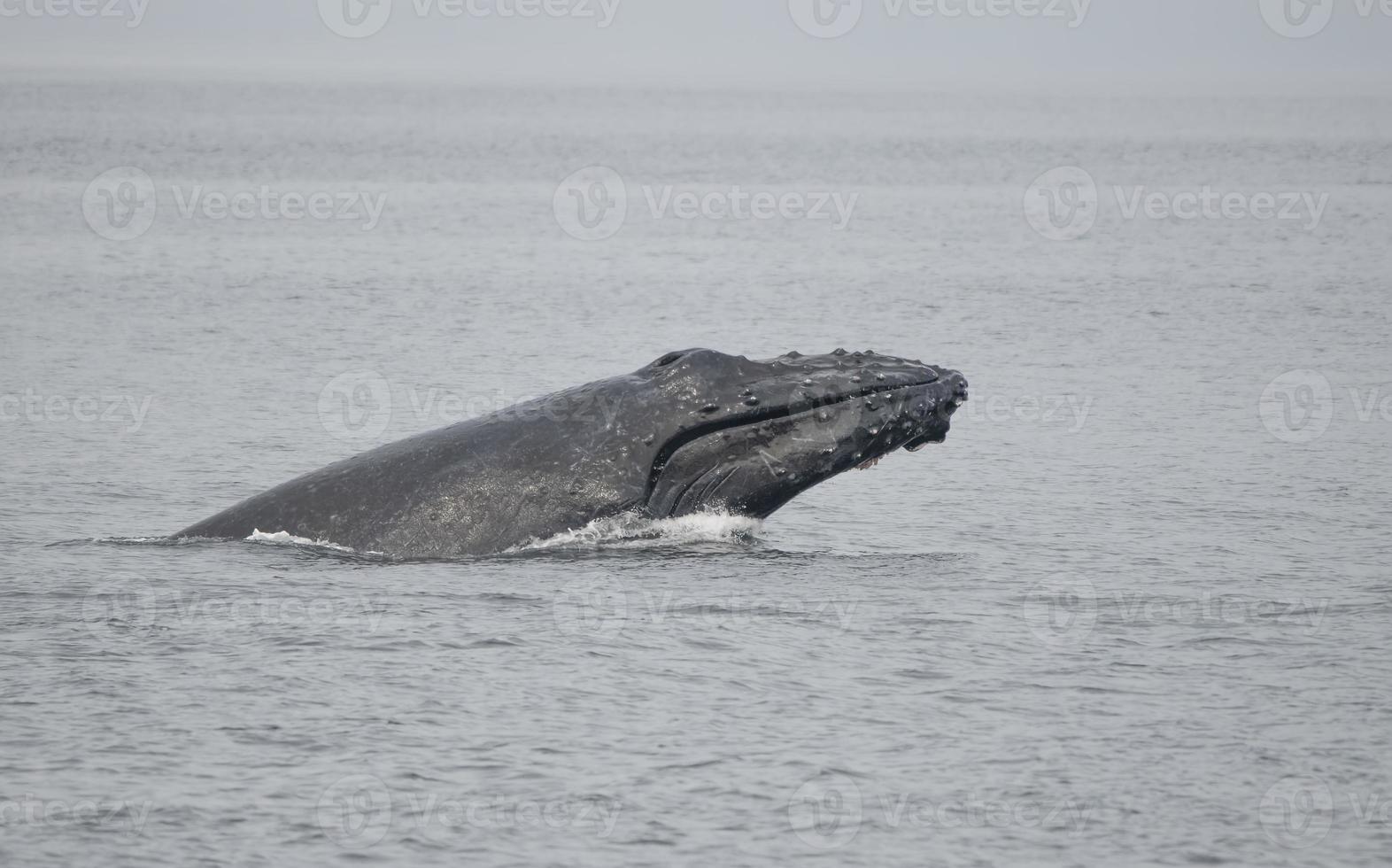 halb durchbrechender Buckelwal, Alaska foto