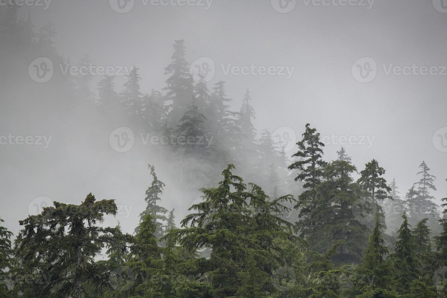 neblige Bäume im Regenwald von Alaska foto