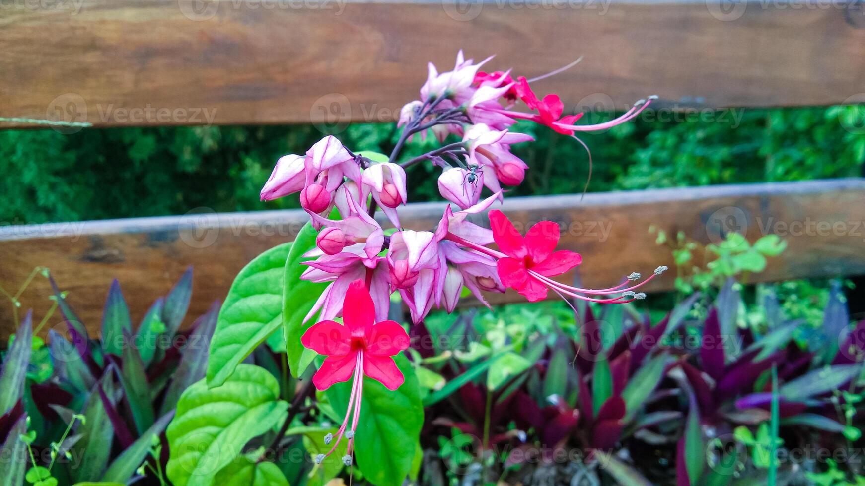 nein isst Betel Blume oder Clerodendrum Thomsoniae foto