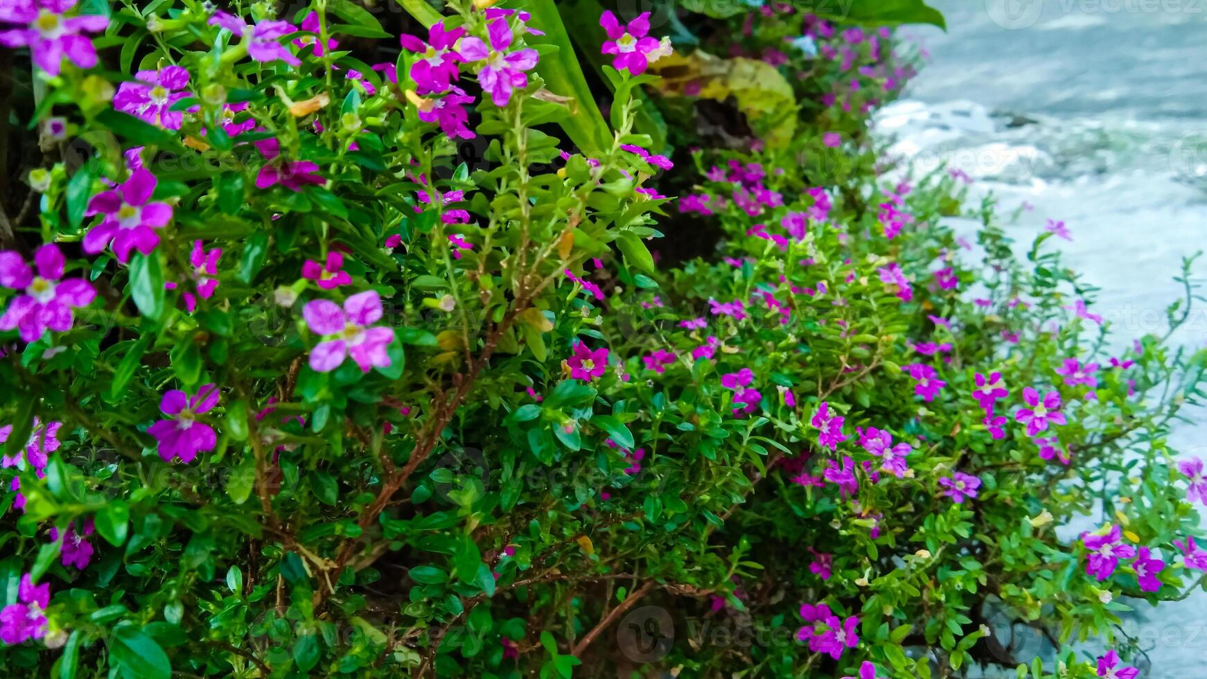 das Mexikaner Heidekraut oder Cuphea Ysopifolia foto