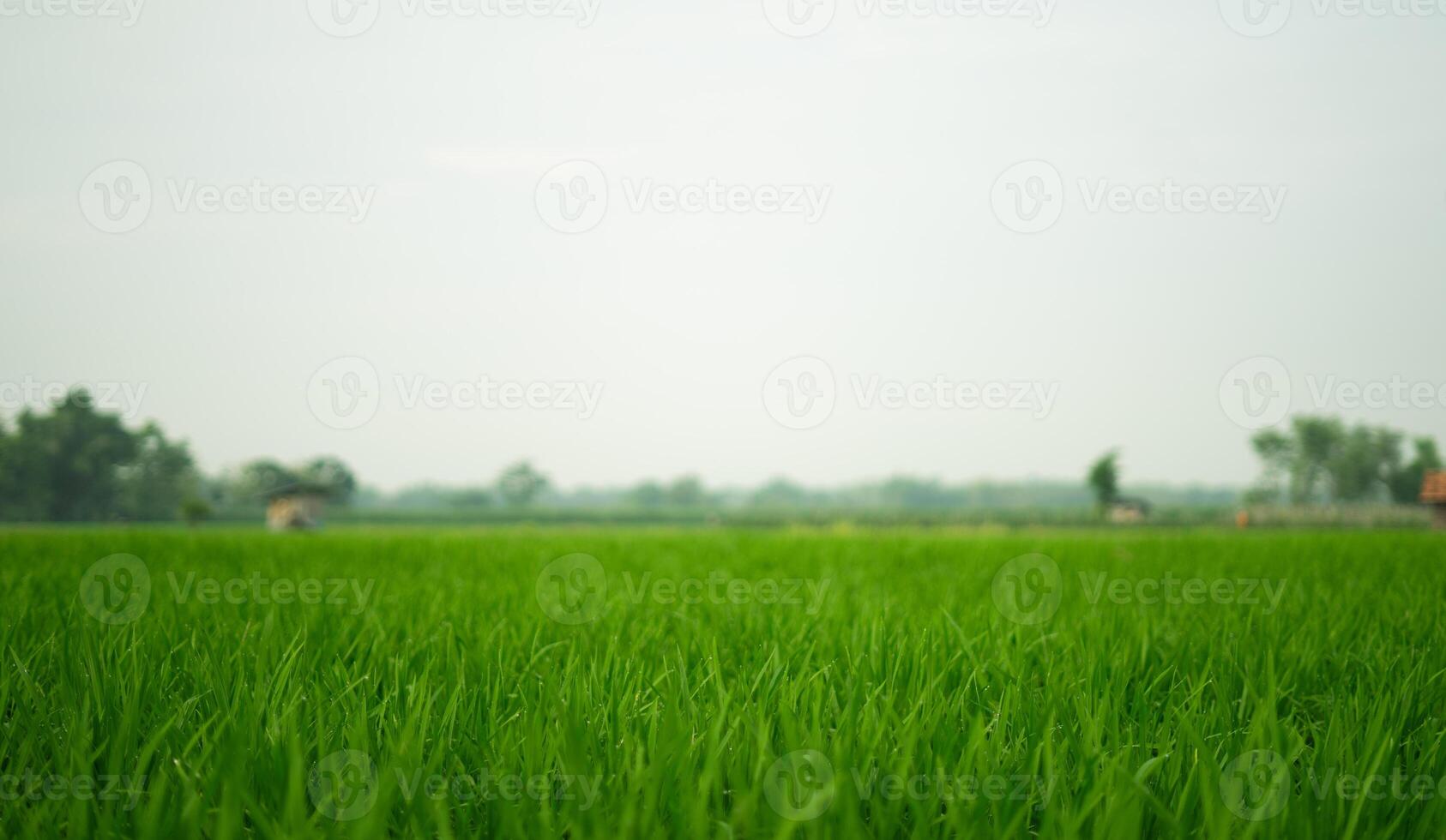 Golf Landschaft mit Grün Gras foto