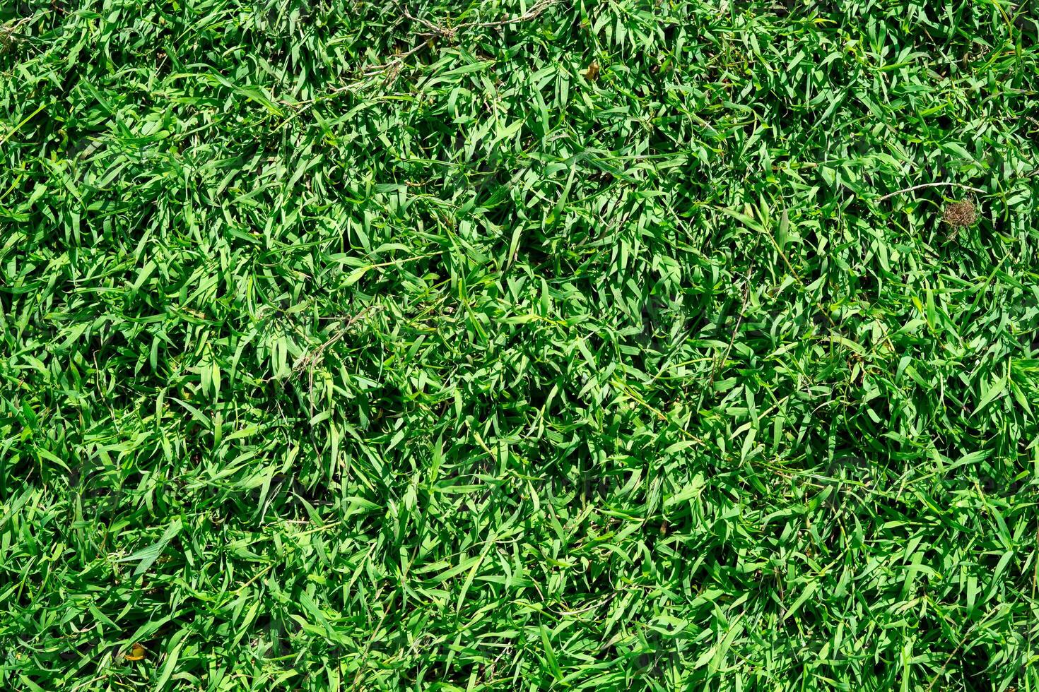 abstrakt Grün Gras Textur Hintergrund foto