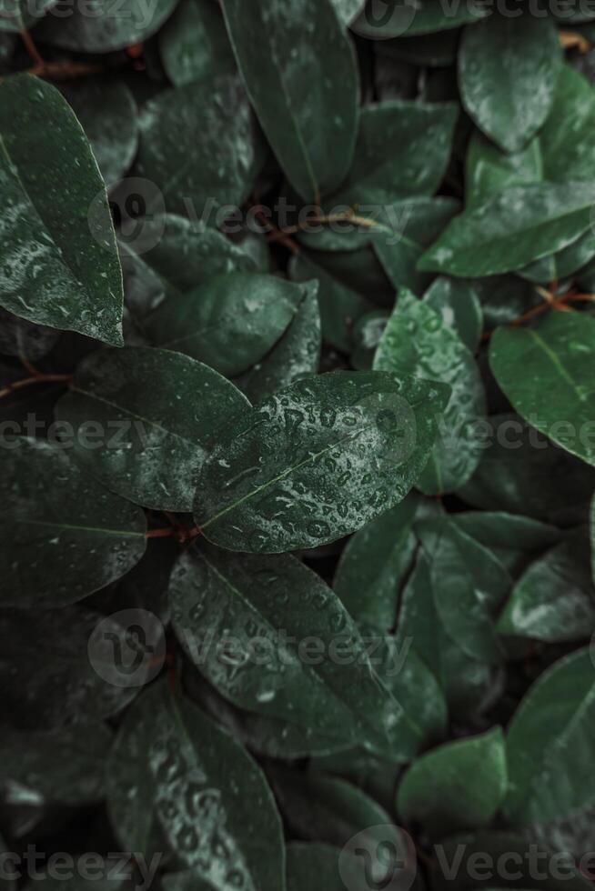 Grün Pflanze Blätter im das Garten, Grün Hintergrund foto