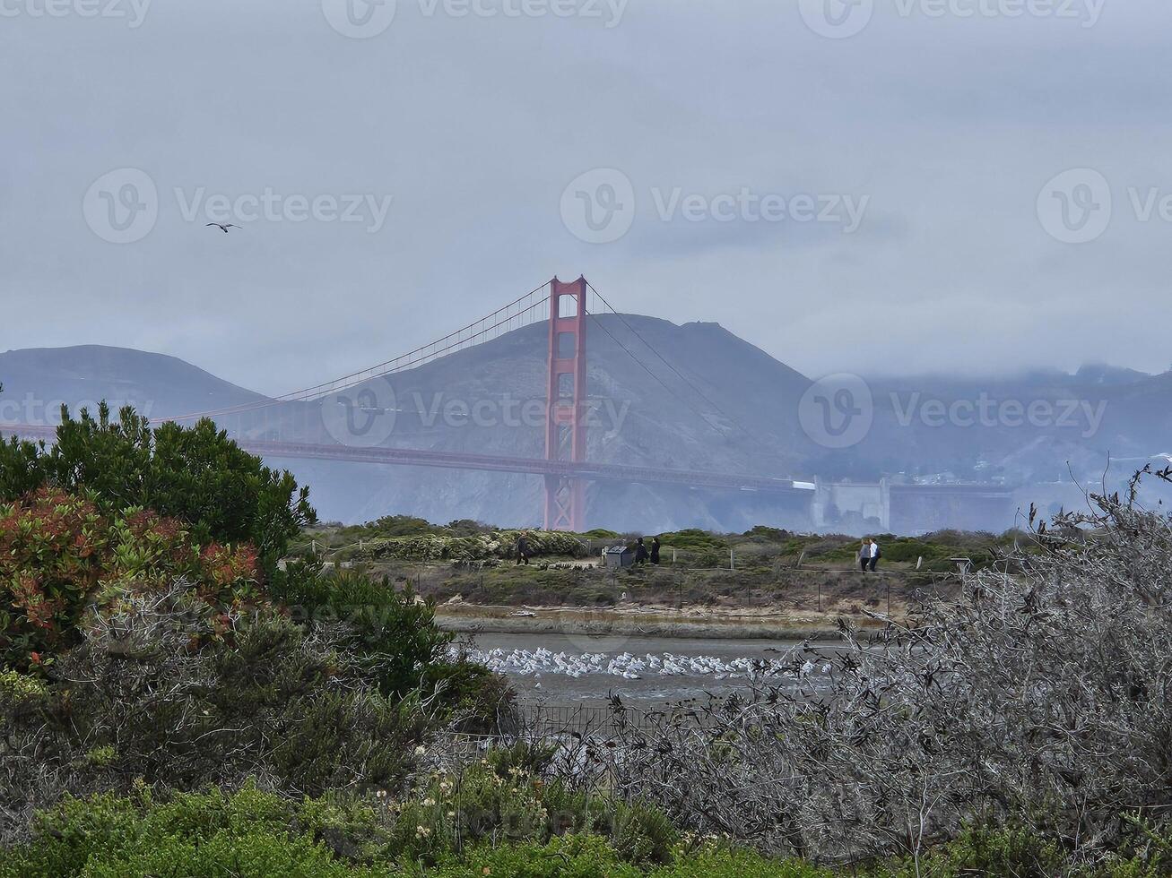 Aussicht von golden Tor Brücke beim ein nebelig Tag mit ein Container Lastkahn Vorbeigehen durch foto