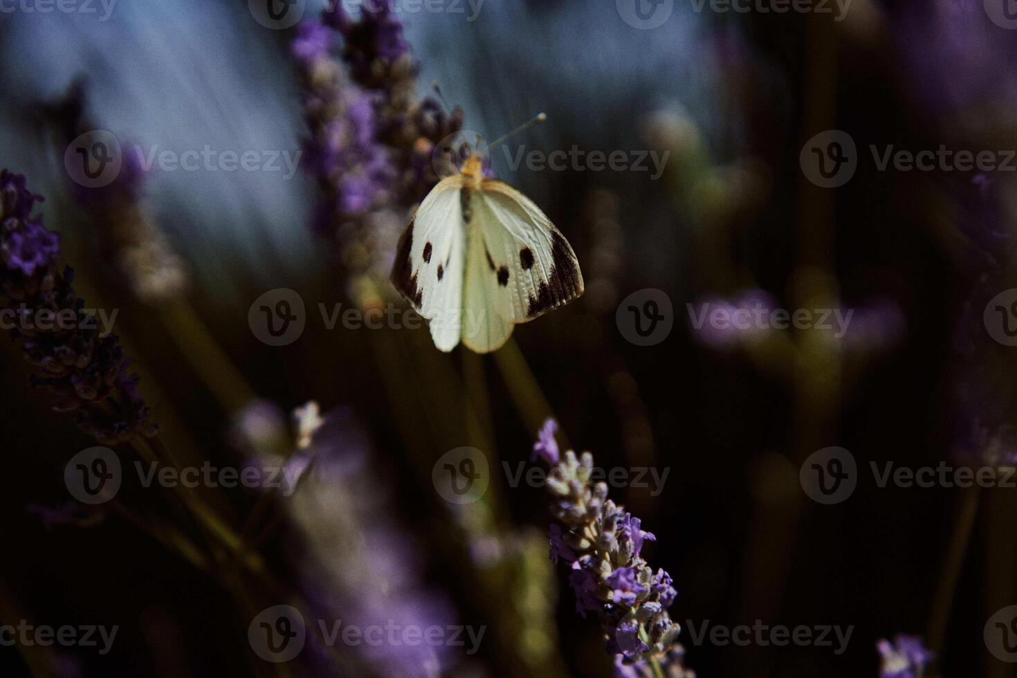 Weiß Schmetterlinge im Lavendel, Hintergrund foto