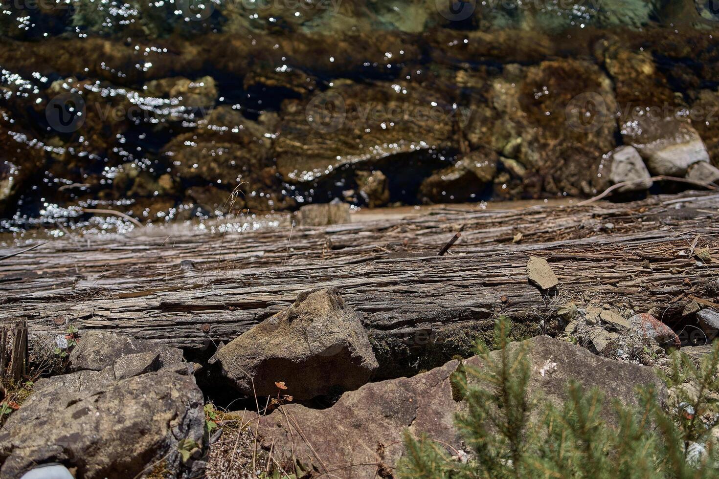 Baum Kofferraum auf das Bank von ein Berg Fluss foto