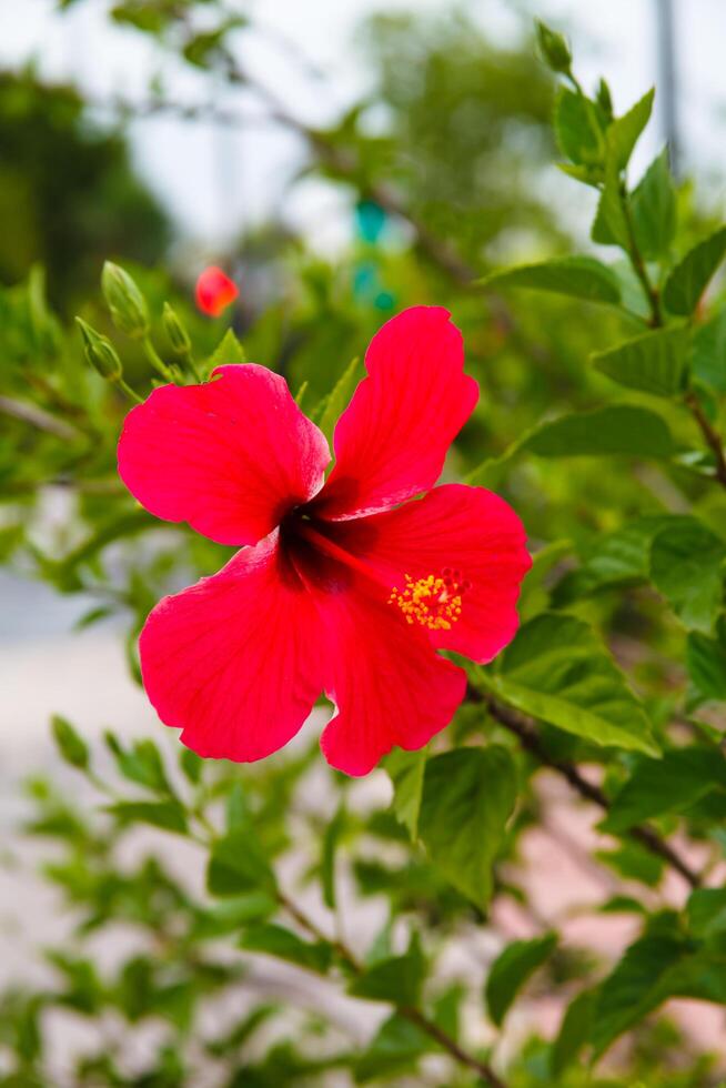 Hibiskus Blume im Valencia, Nahaufnahme, Makro foto