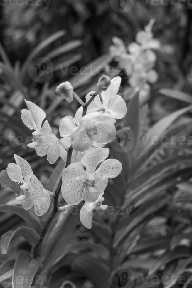 Garten im singapur foto